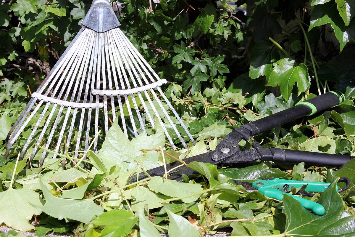 A leaf rake, loppers and pruning shears on fresh green cuttings