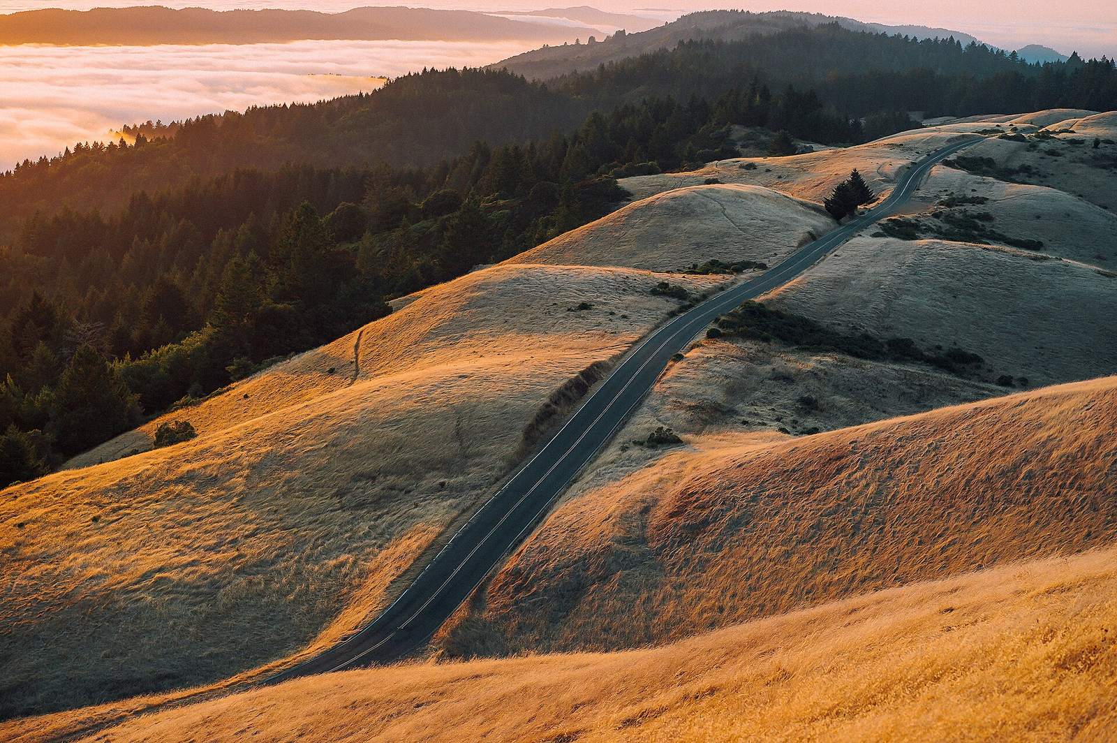 Golden dry grass on rolling California hills